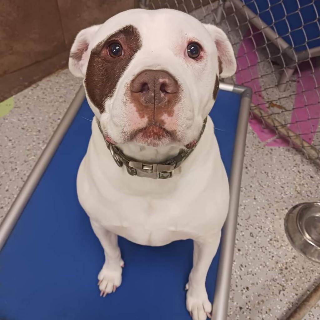 Rocky, an adoptable American Bulldog in Blair, WI, 54616 | Photo Image 3