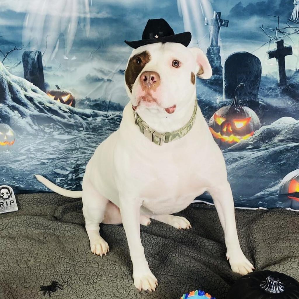Rocky, an adoptable American Bulldog in Blair, WI, 54616 | Photo Image 5