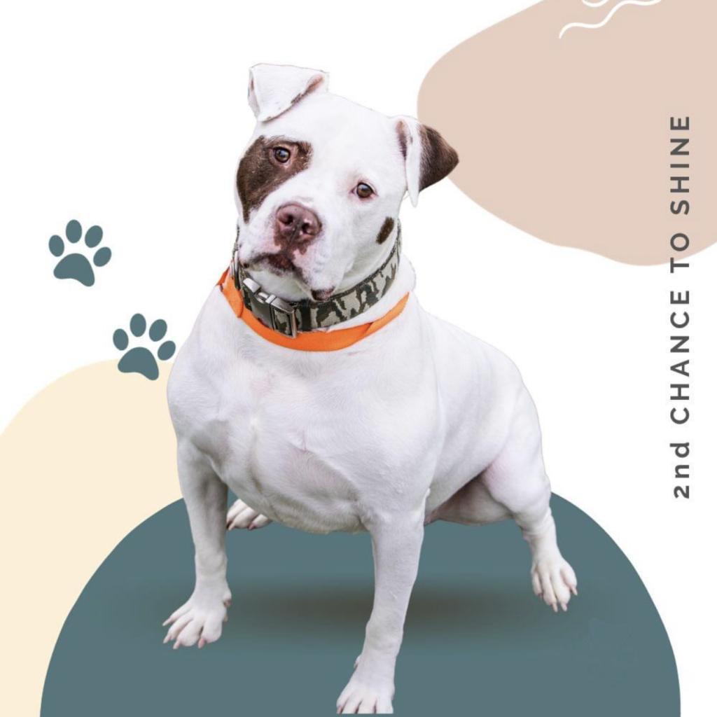 Rocky, an adoptable American Bulldog in Blair, WI, 54616 | Photo Image 6