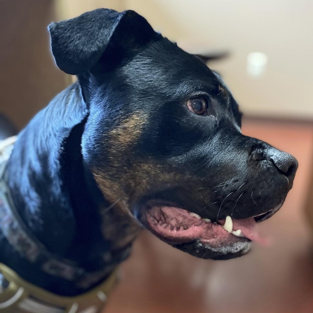 Zeus, an adoptable Mixed Breed in Blair, WI, 54616 | Photo Image 2