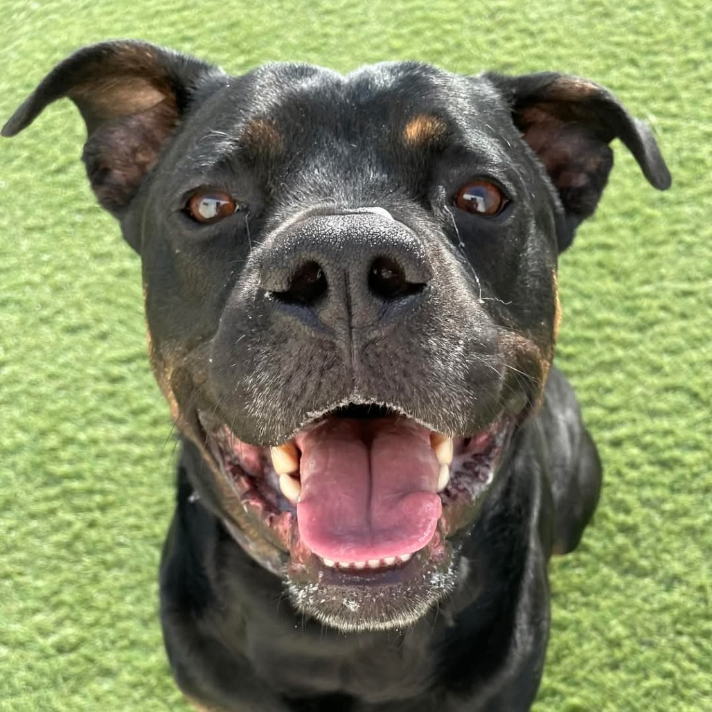 Zeus, an adoptable Mixed Breed in Blair, WI, 54616 | Photo Image 3