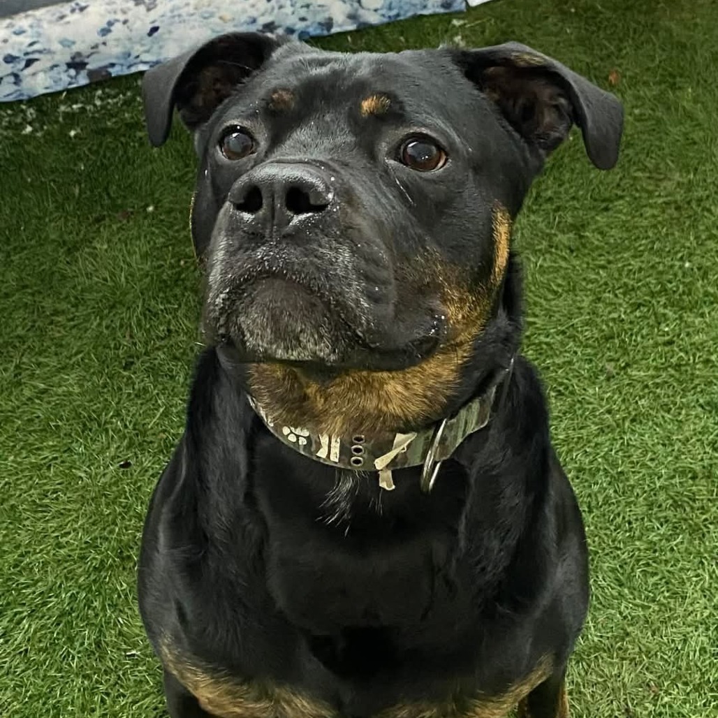 Zeus, an adoptable Mixed Breed in Blair, WI, 54616 | Photo Image 4