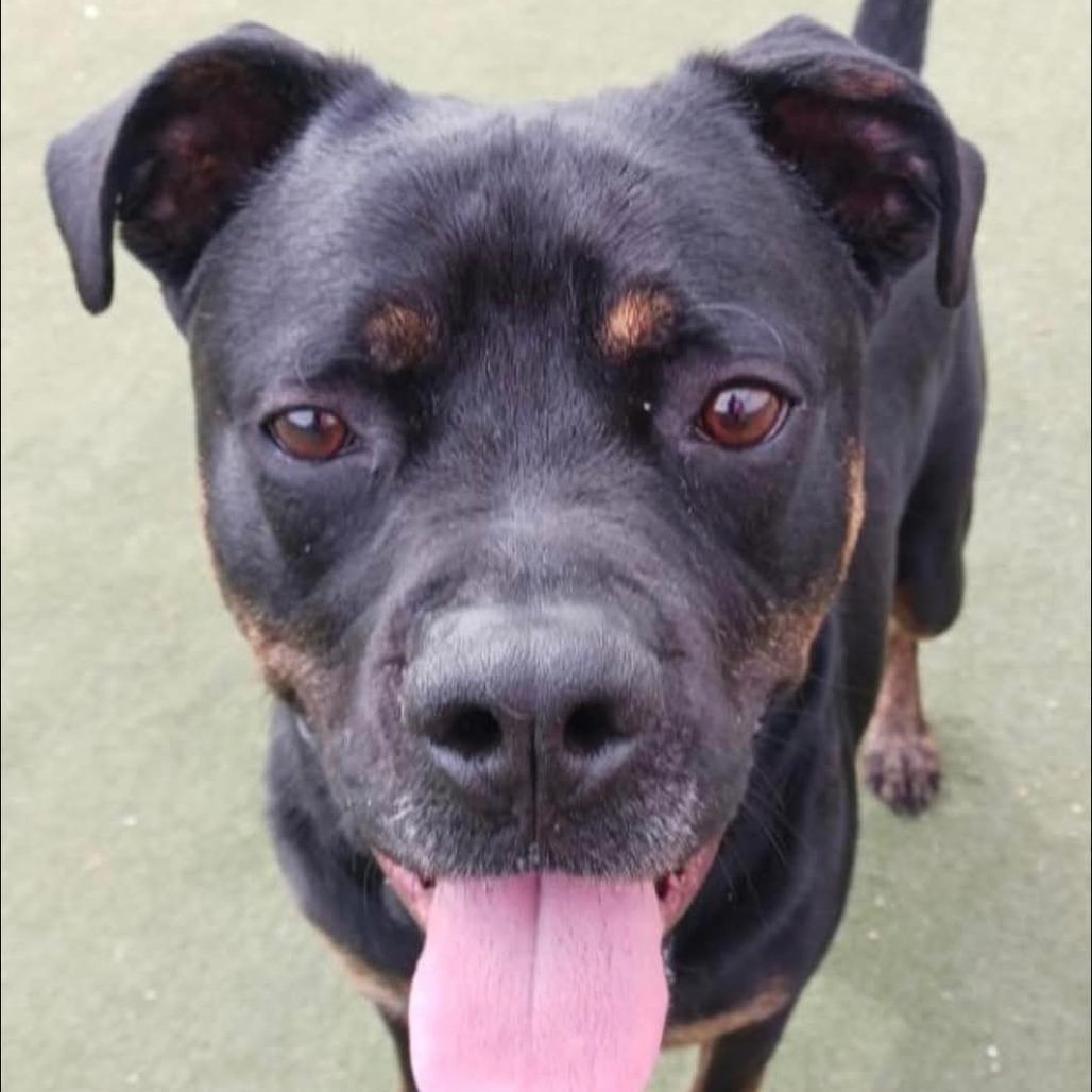 Zeus, an adoptable Mixed Breed in Blair, WI, 54616 | Photo Image 5