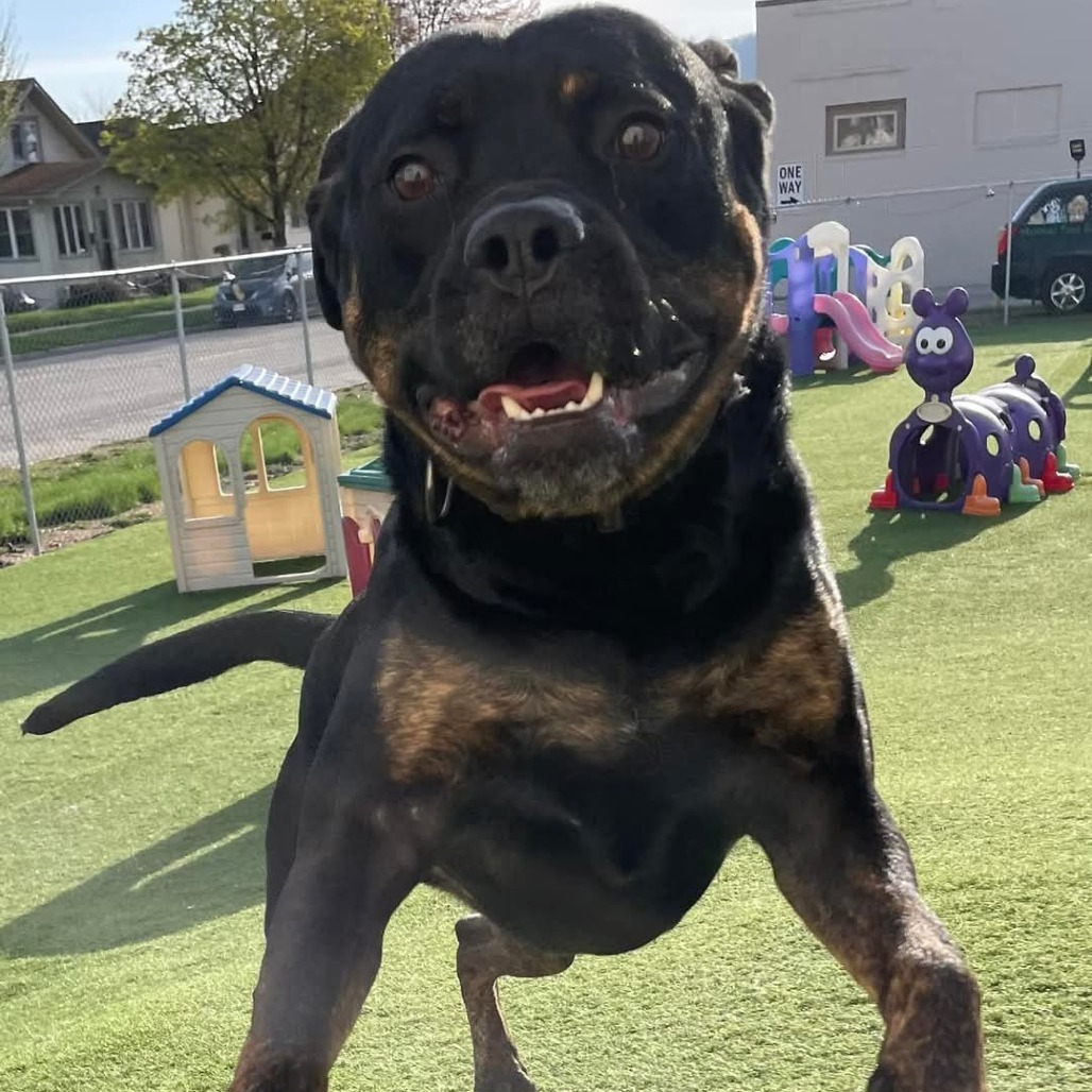 Zeus, an adoptable Mixed Breed in Blair, WI, 54616 | Photo Image 6