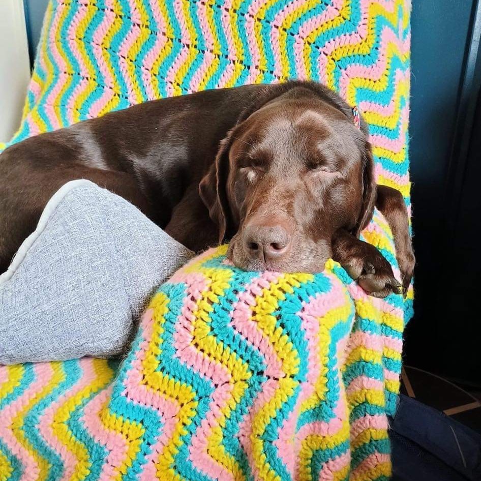 Carl, an adoptable Chocolate Labrador Retriever in Blair, WI, 54616 | Photo Image 2
