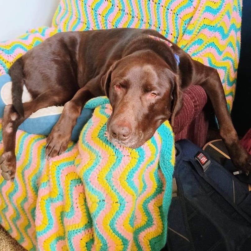 Carl, an adoptable Chocolate Labrador Retriever in Blair, WI, 54616 | Photo Image 3