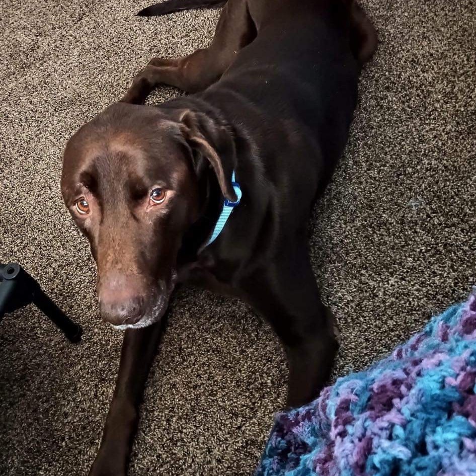 Carl, an adoptable Chocolate Labrador Retriever in Blair, WI, 54616 | Photo Image 4
