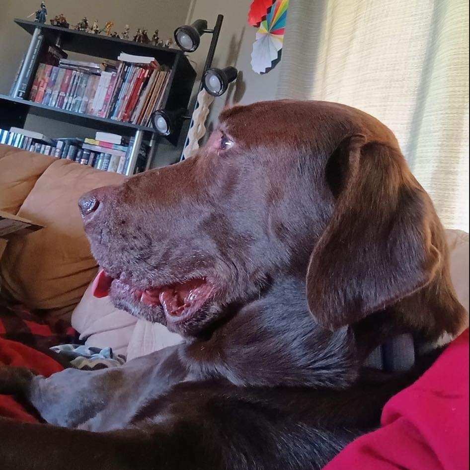 Carl, an adoptable Chocolate Labrador Retriever in Blair, WI, 54616 | Photo Image 5