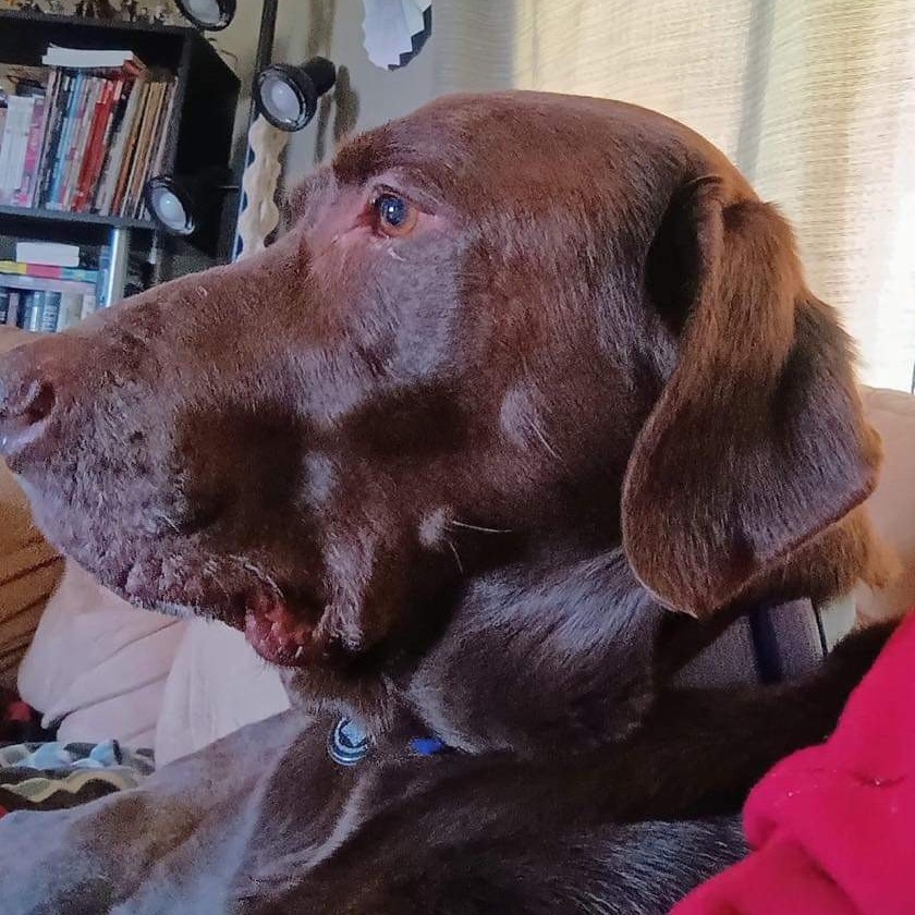 Carl, an adoptable Chocolate Labrador Retriever in Blair, WI, 54616 | Photo Image 6