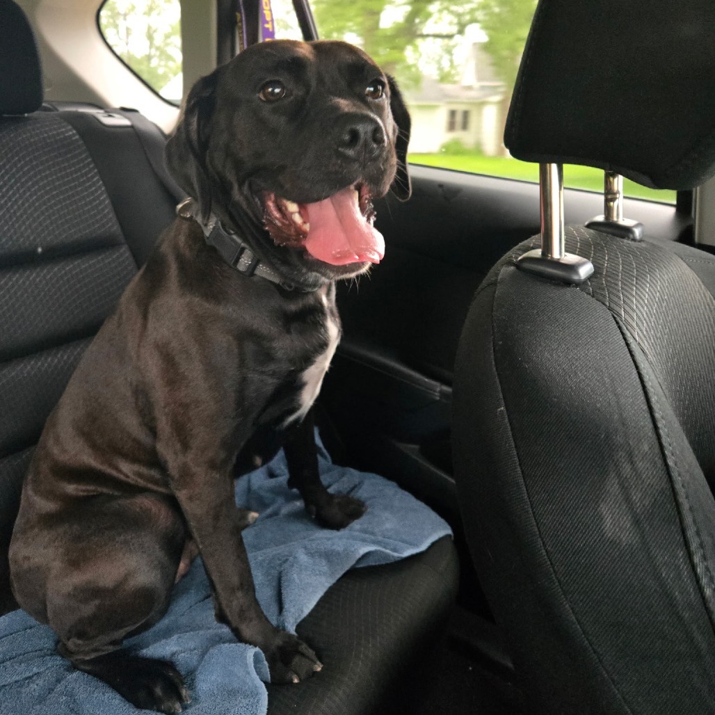 Angel, an adoptable Mixed Breed in Blair, WI, 54616 | Photo Image 1