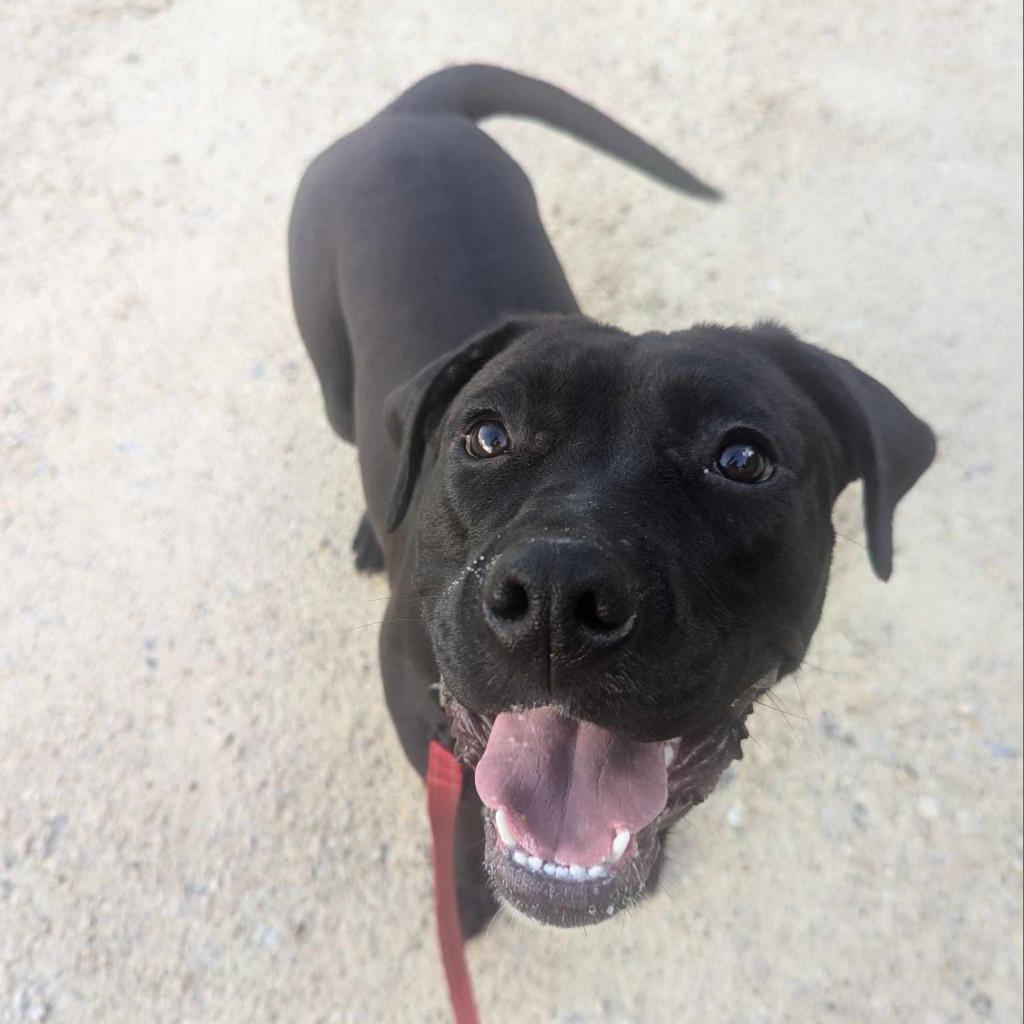 Angel, an adoptable Mixed Breed in Blair, WI, 54616 | Photo Image 2