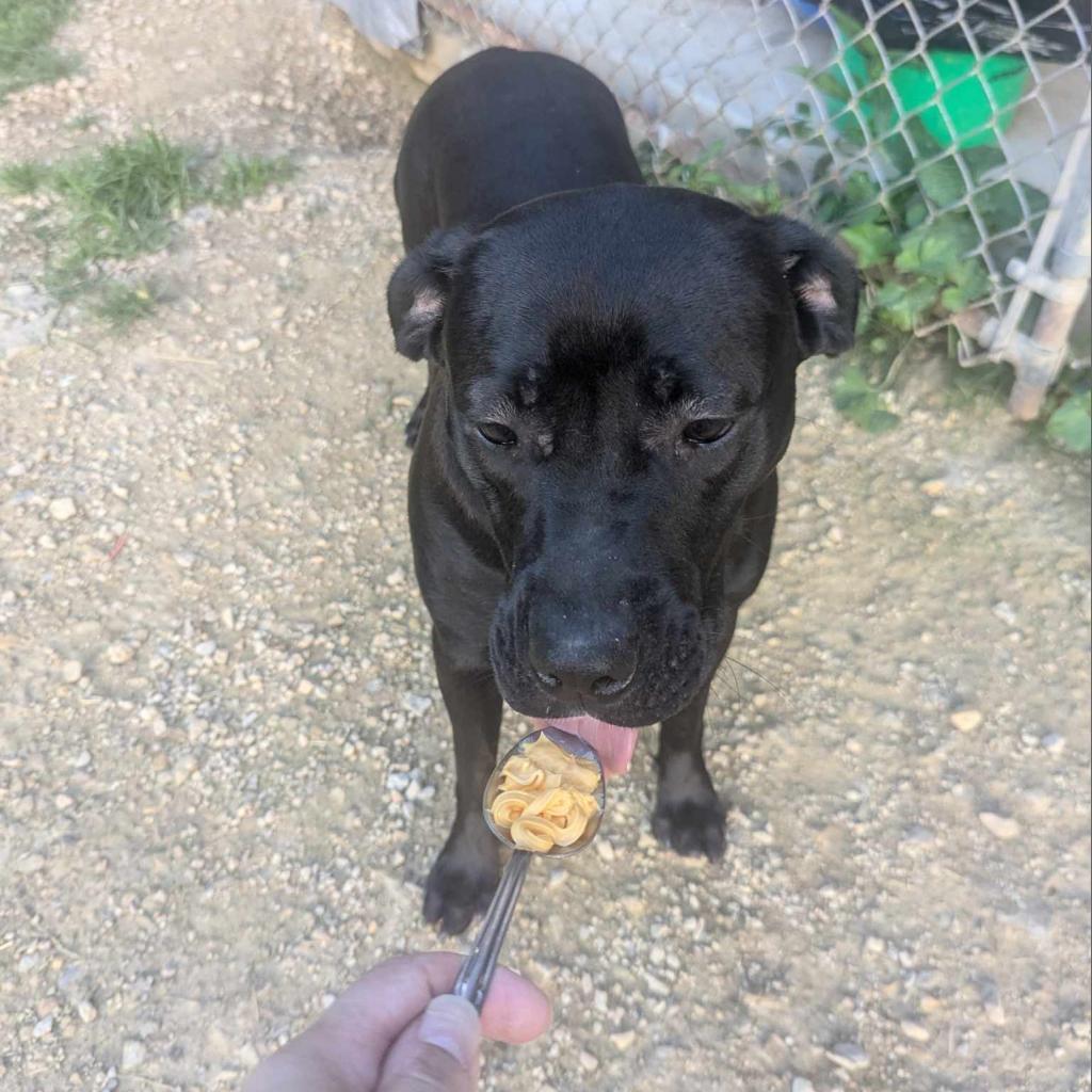 Angel, an adoptable Mixed Breed in Blair, WI, 54616 | Photo Image 3