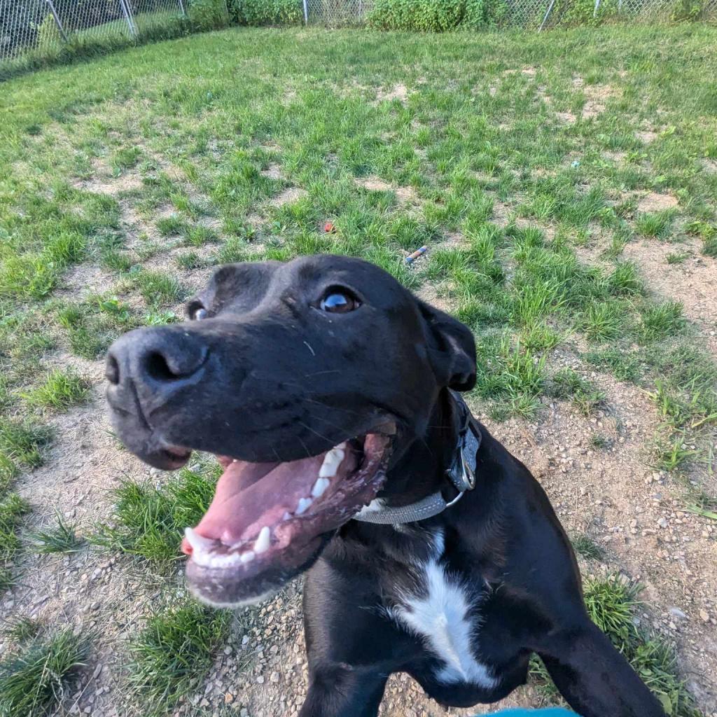 Angel, an adoptable Mixed Breed in Blair, WI, 54616 | Photo Image 4