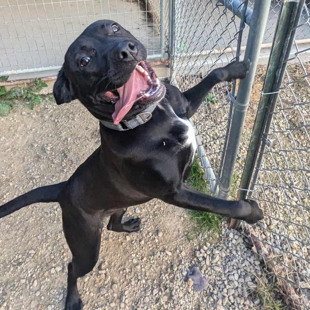 Angel, an adoptable Mixed Breed in Blair, WI, 54616 | Photo Image 4