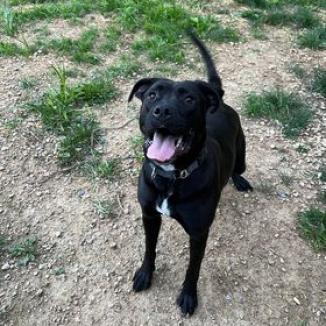 Angel, an adoptable Mixed Breed in Blair, WI, 54616 | Photo Image 5