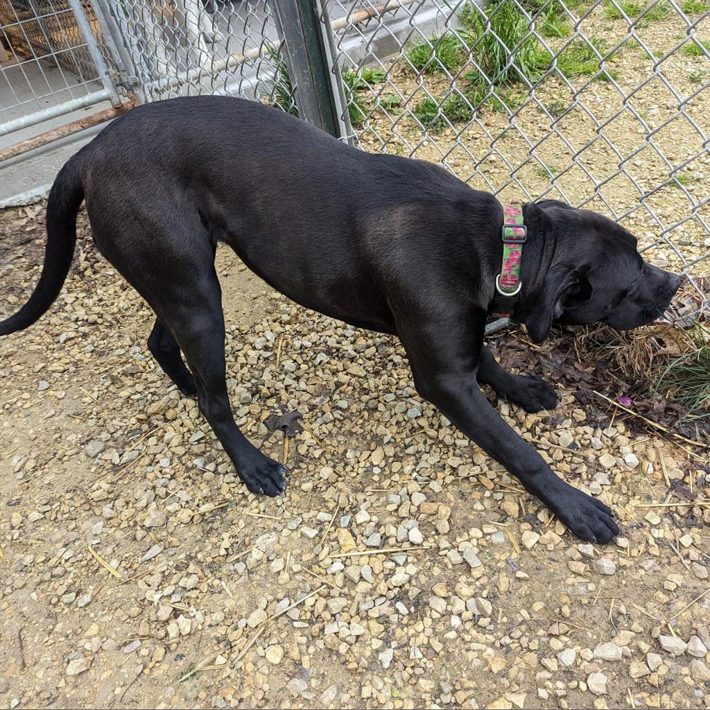 Angel, an adoptable Mixed Breed in Blair, WI, 54616 | Photo Image 6