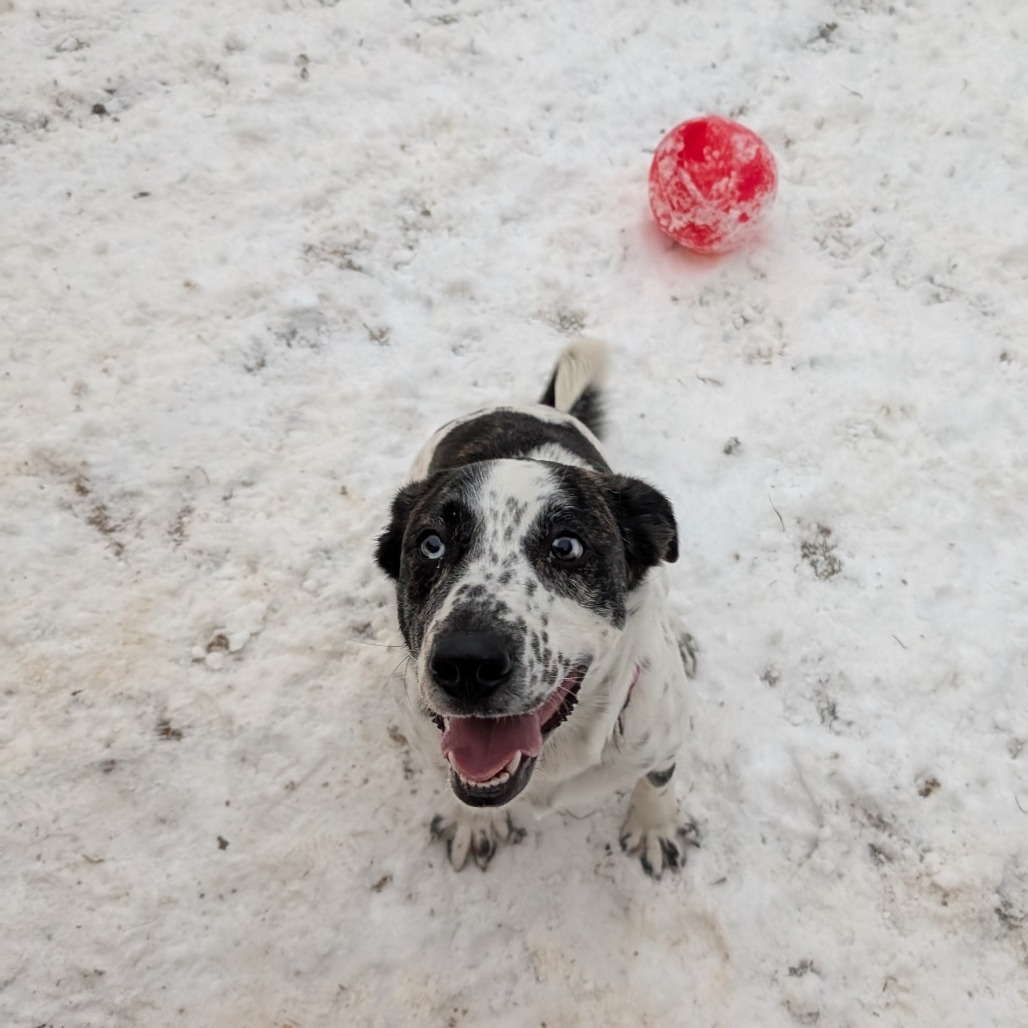 Dottie, an adoptable Mixed Breed in Blair, WI, 54616 | Photo Image 1