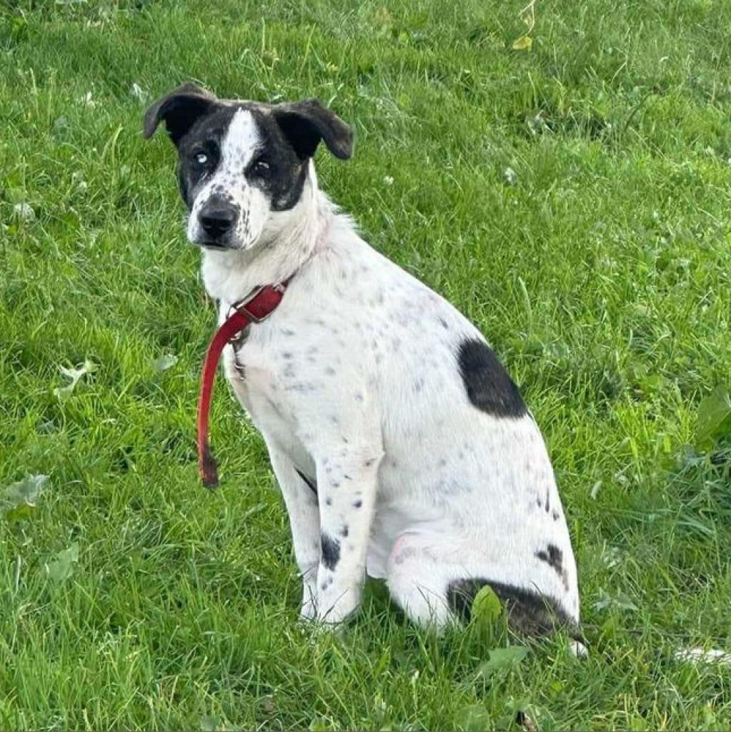 Dottie, an adoptable Mixed Breed in Blair, WI, 54616 | Photo Image 2