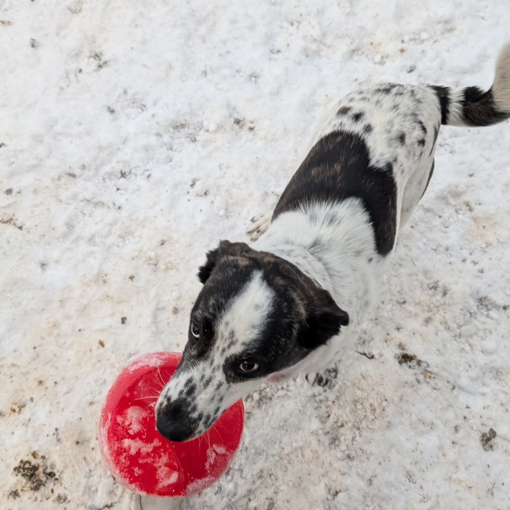 Dottie, an adoptable Mixed Breed in Blair, WI, 54616 | Photo Image 3