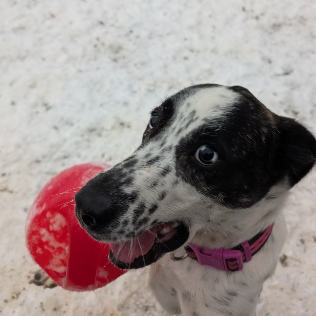 Dottie, an adoptable Mixed Breed in Blair, WI, 54616 | Photo Image 4