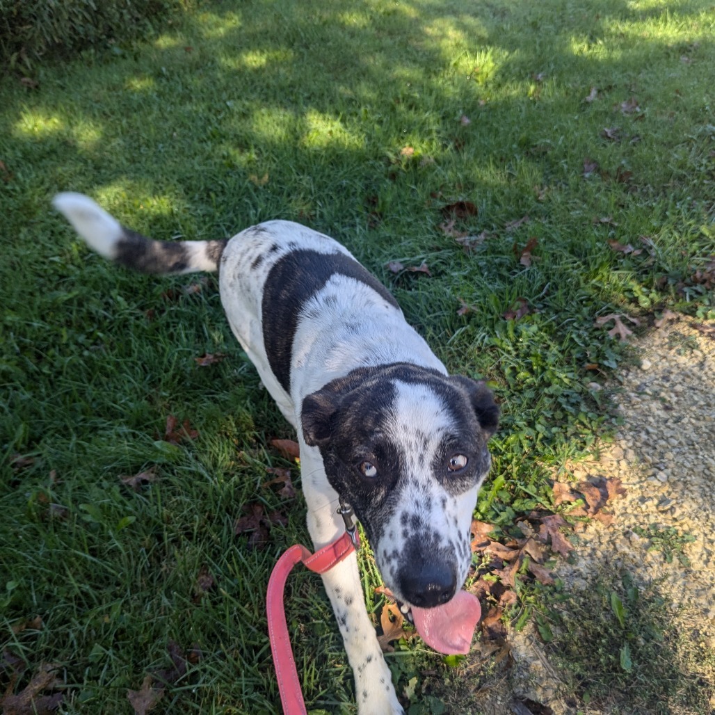 Dottie, an adoptable Mixed Breed in Blair, WI, 54616 | Photo Image 5