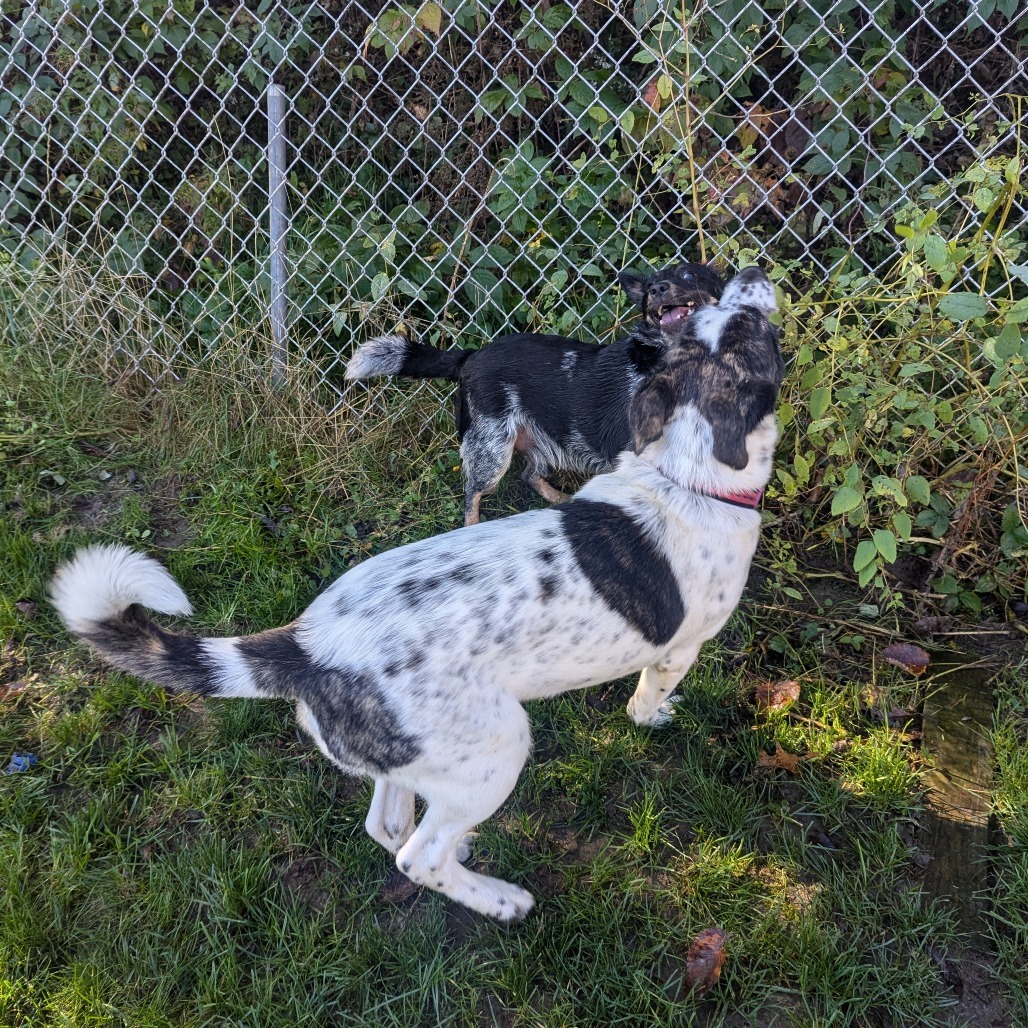 Dottie, an adoptable Mixed Breed in Blair, WI, 54616 | Photo Image 6