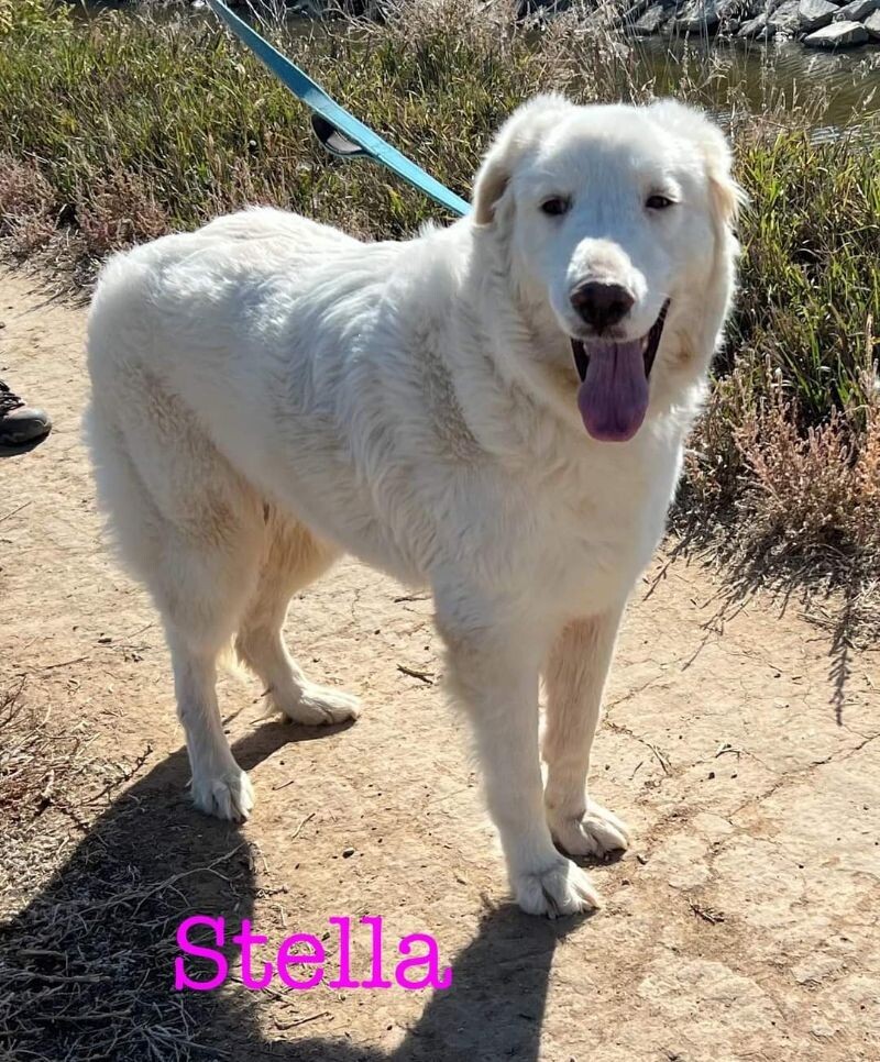 Stella, an adoptable Great Pyrenees in Windsor, CO, 80550 | Photo Image 3
