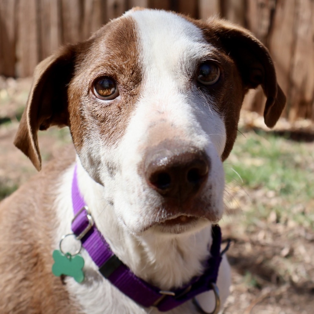 Kimbah, an adoptable Mixed Breed in Moab, UT, 84532 | Photo Image 1