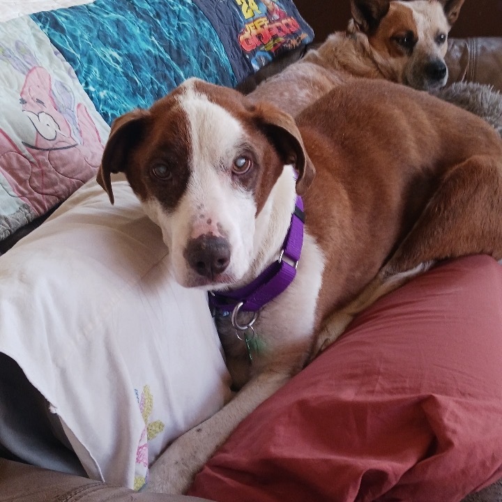 Kimbah, an adoptable Mixed Breed in Moab, UT, 84532 | Photo Image 3