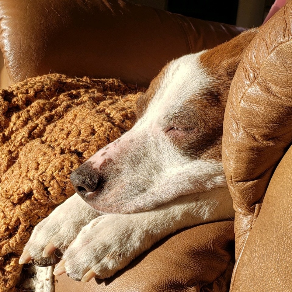 Kimbah, an adoptable Mixed Breed in Moab, UT, 84532 | Photo Image 4