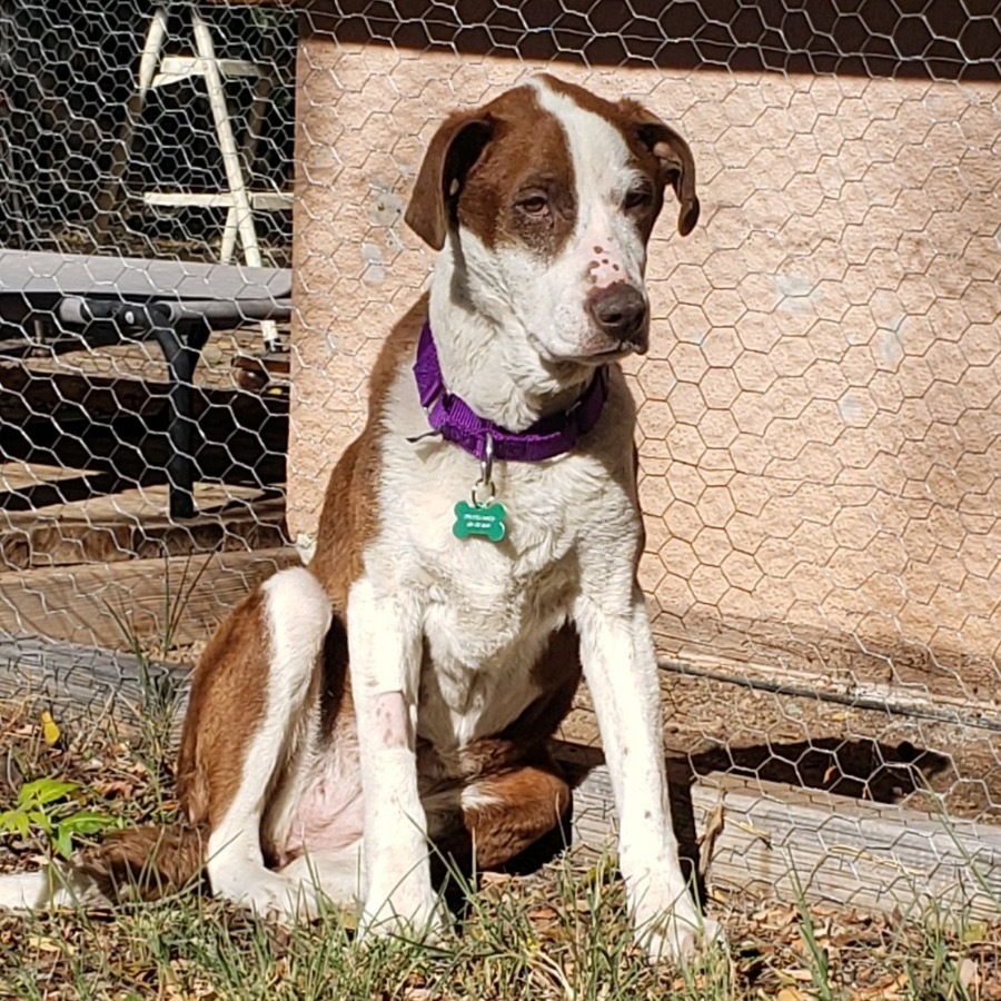 Kimbah, an adoptable Mixed Breed in Moab, UT, 84532 | Photo Image 6