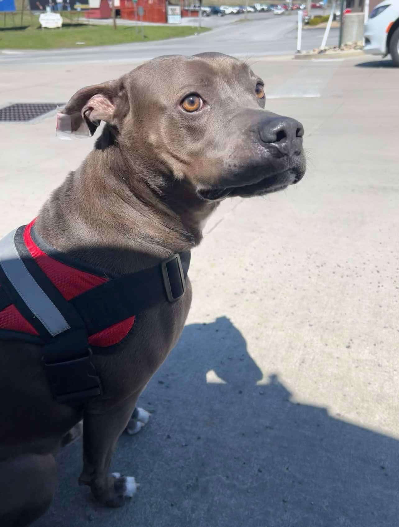 Winston
