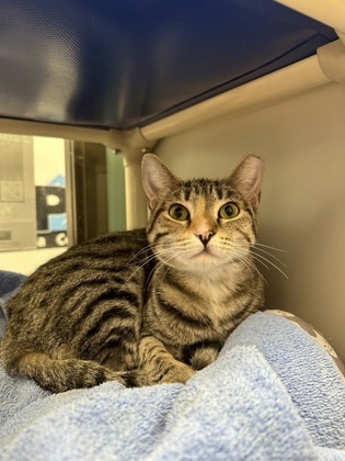 Croissant, an adoptable Domestic Short Hair in Durango, CO, 81301 | Photo Image 1