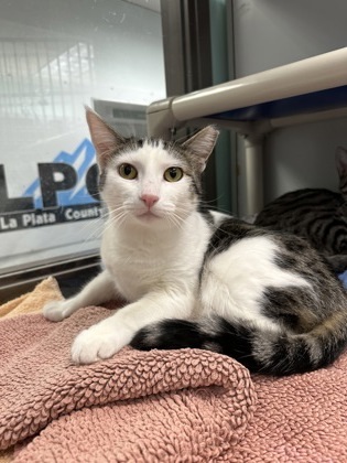 Maisy, an adoptable Domestic Short Hair in Durango, CO, 81301 | Photo Image 1