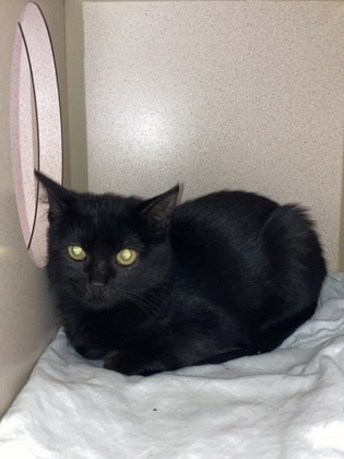 Moonlight, an adoptable Domestic Medium Hair, Domestic Short Hair in Durango, CO, 81301 | Photo Image 1