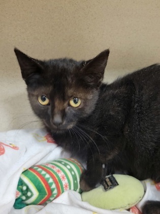 NOCTURNE, an adoptable Domestic Short Hair in Durango, CO, 81301 | Photo Image 1