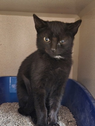 LICORICE, an adoptable Domestic Short Hair in Durango, CO, 81301 | Photo Image 1