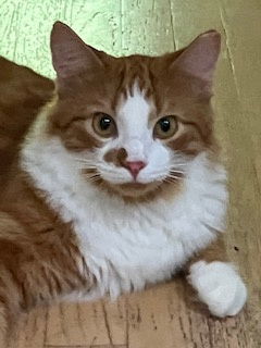 Sparky