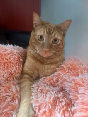 Say hello to Henry a charismatic 3-year-old orange tabby who is an absolute charmer This dear boy 