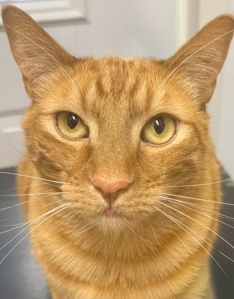 Henry, an adoptable Domestic Short Hair in Vashon, WA, 98070 | Photo Image 1