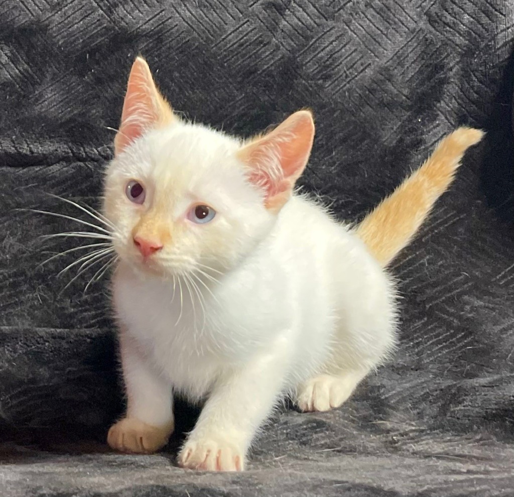 Cat for adoption CLGranger, a Domestic Short Hair Mix in Newnan, GA Petfinder