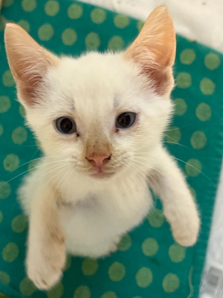 Cat for adoption CLGranger, a Domestic Short Hair Mix in Newnan, GA Petfinder