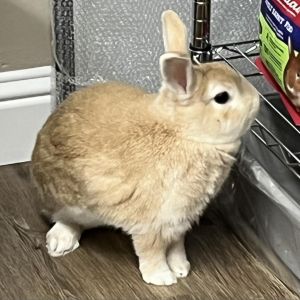 Jasper, Adult Male American
