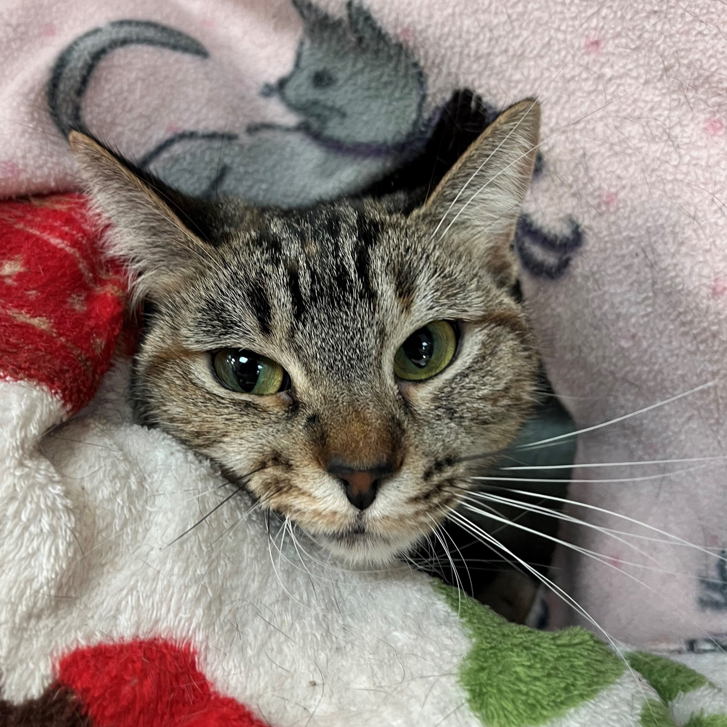 Cat for adoption Nessie, a Domestic Short Hair in Wheaton, IL Petfinder