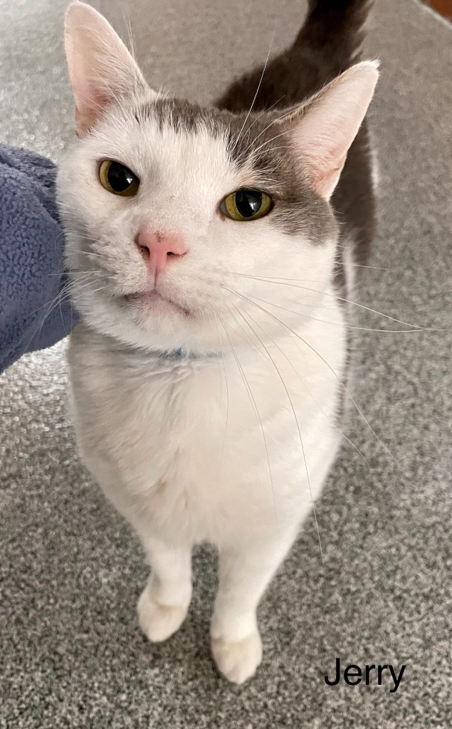 JERRY, an adoptable Domestic Short Hair in Muskegon, MI, 49442 | Photo Image 1