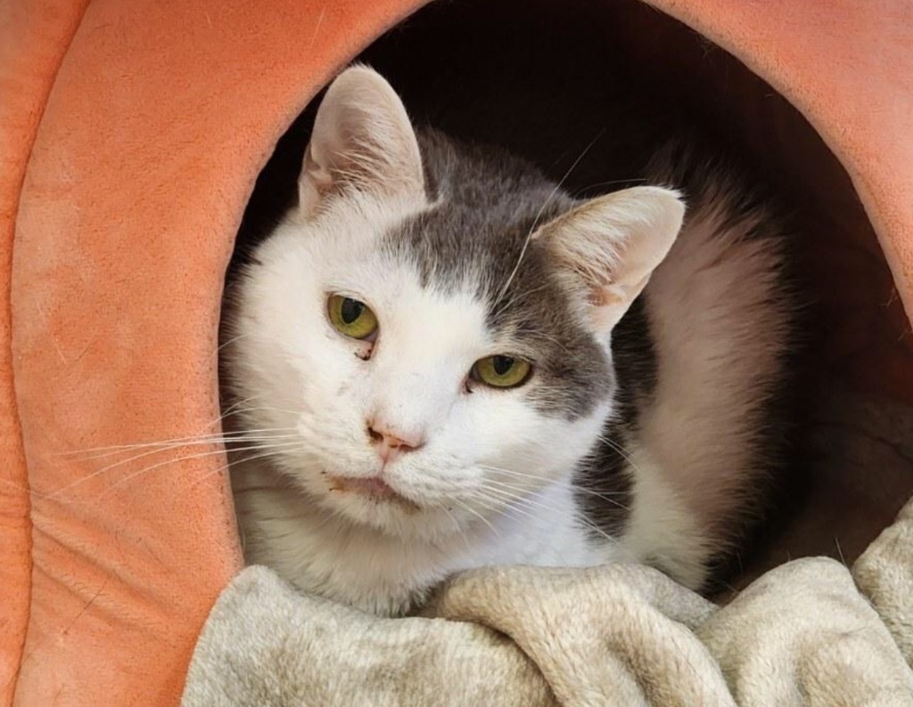 JERRY, an adoptable Domestic Short Hair in Muskegon, MI, 49442 | Photo Image 2