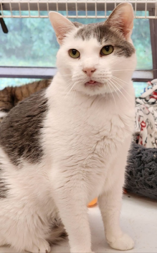 JERRY, an adoptable Domestic Short Hair in Muskegon, MI, 49442 | Photo Image 3