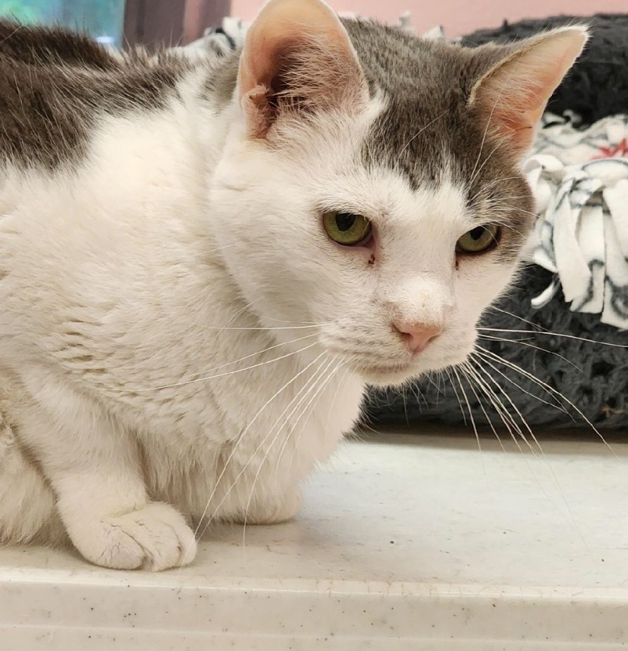 JERRY, an adoptable Domestic Short Hair in Muskegon, MI, 49442 | Photo Image 4