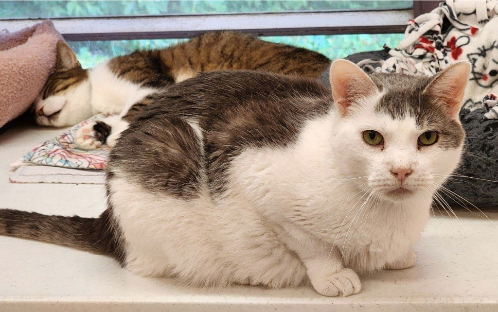 JERRY, an adoptable Domestic Short Hair in Muskegon, MI, 49442 | Photo Image 5