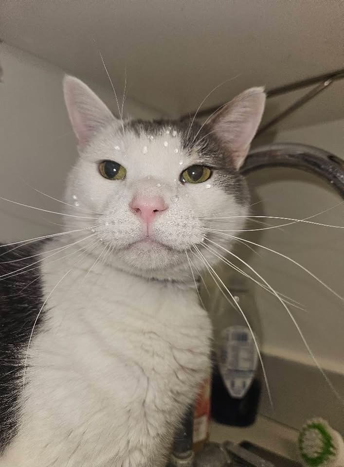 JERRY, an adoptable Domestic Short Hair in Muskegon, MI, 49442 | Photo Image 6
